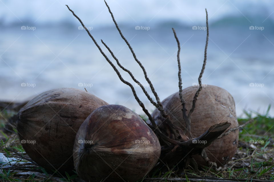 coconuts