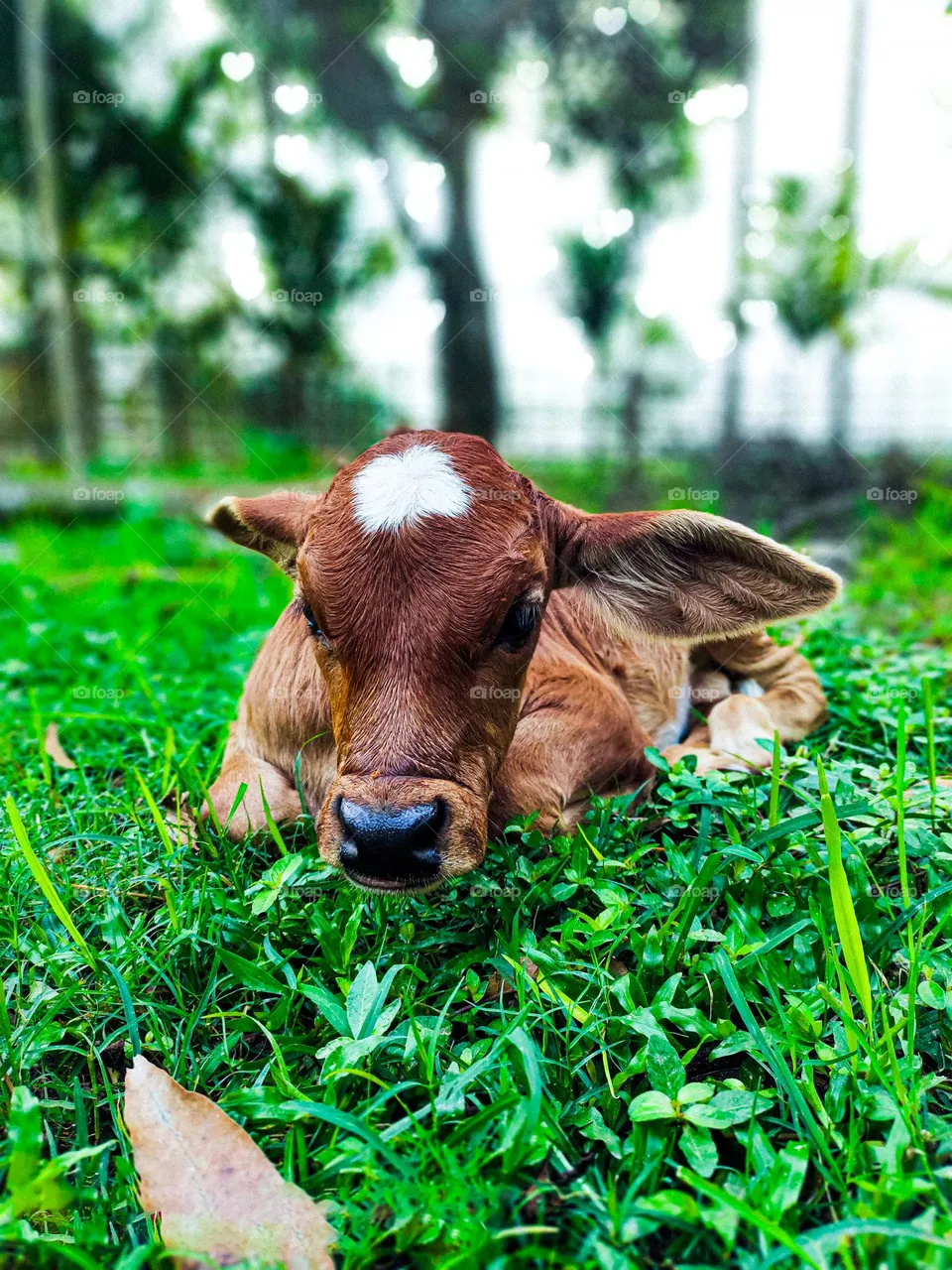 This calf is ours.  I took photos of this calf.  Calf survival is very beautiful.  There is a white spot on the forehead.  So the animal looks very beautiful.