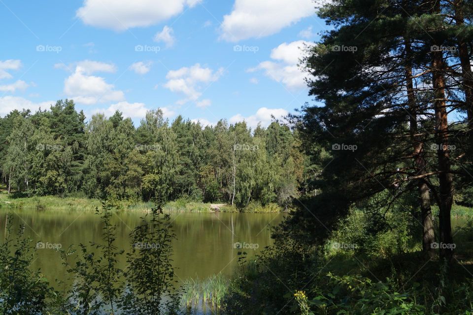 a pond in the forest