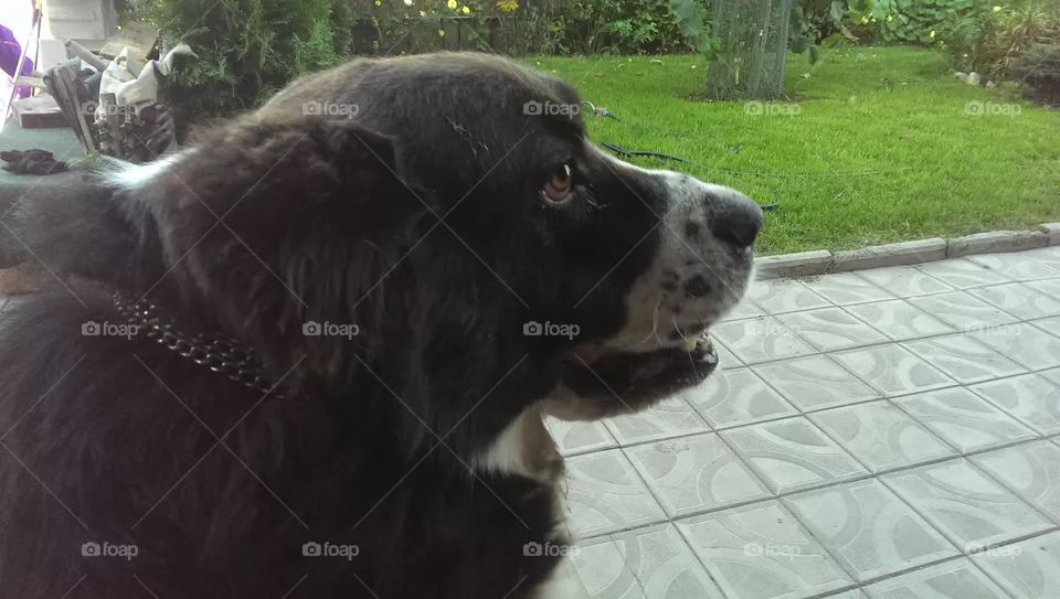 dog