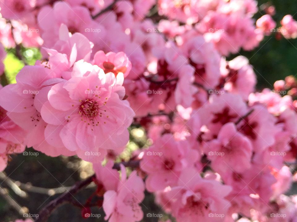 Beautiful spring blooming 