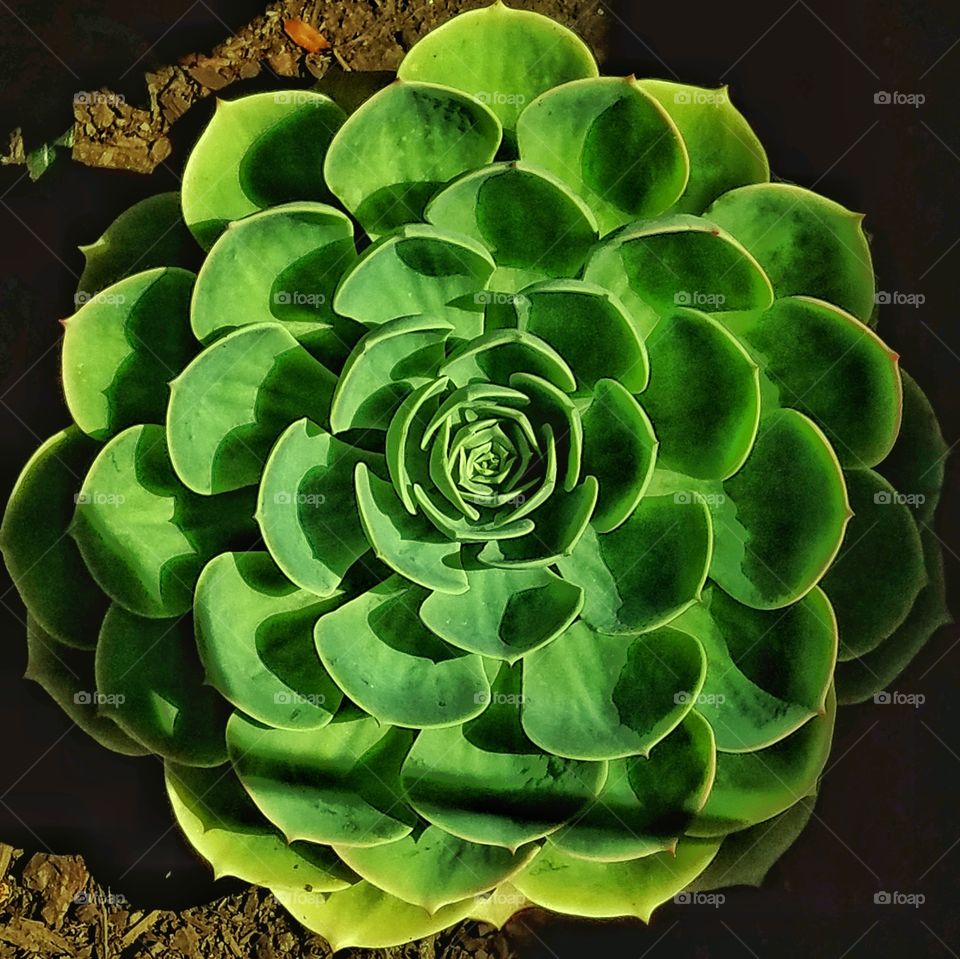 green succulent