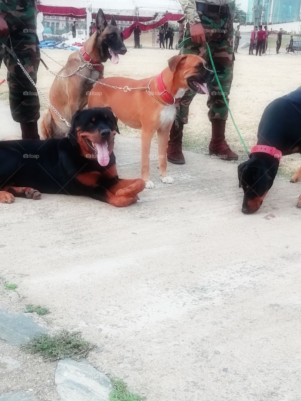 Rottweiler /doberman /boxer and GS.. love them all ❤️❤️❤️❤️