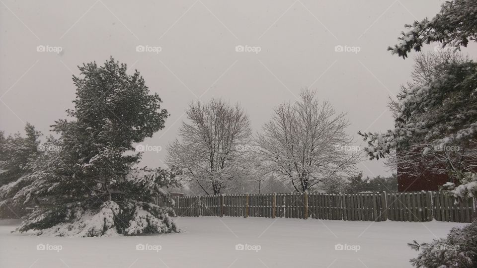 pair of snow trees