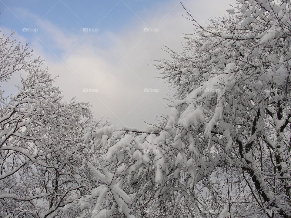 Snow covered trees