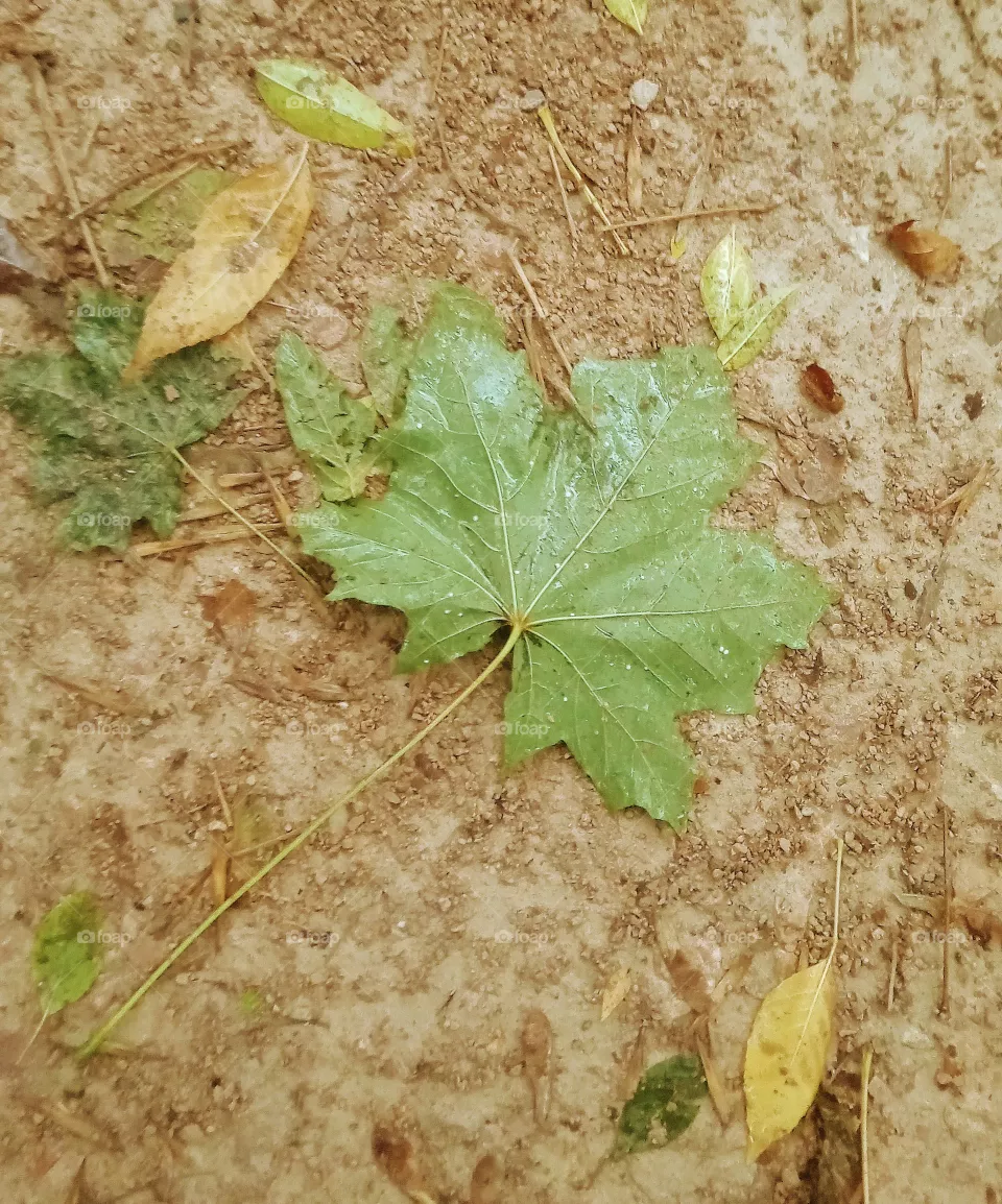 nature