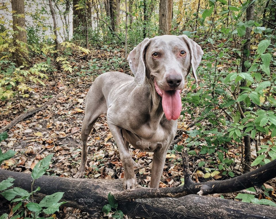 Weimaraner in the woods