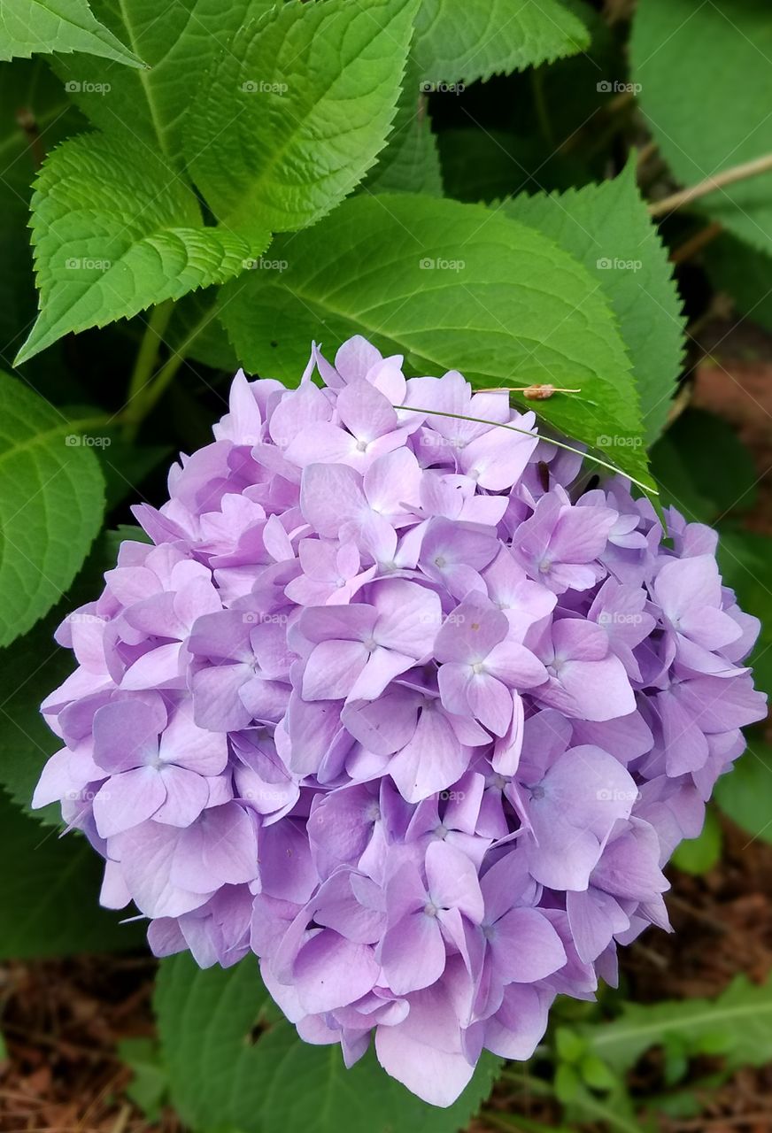 hydrangea