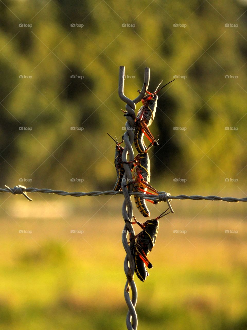 Locusts on barb wire
