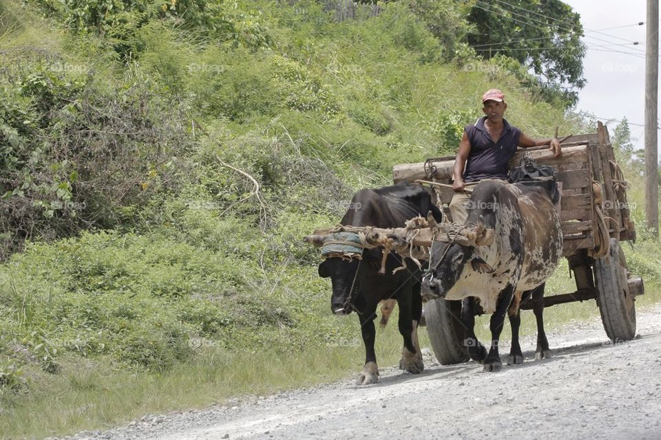 Oxen Drawn Cart