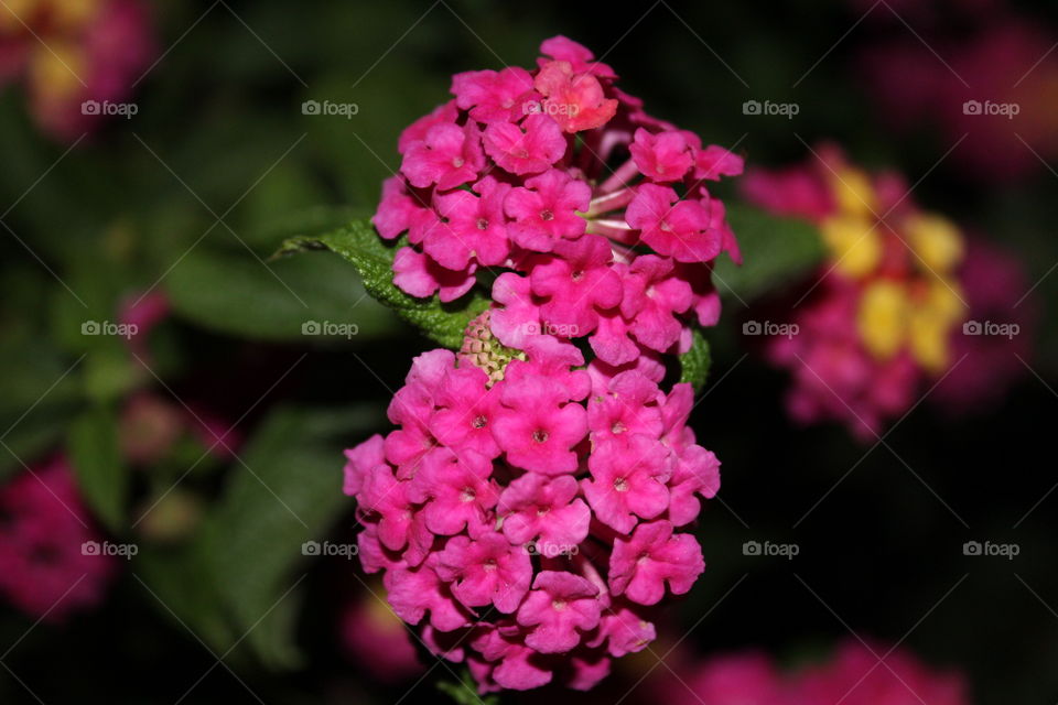 Flower, Nature, No Person, Flora, Garden