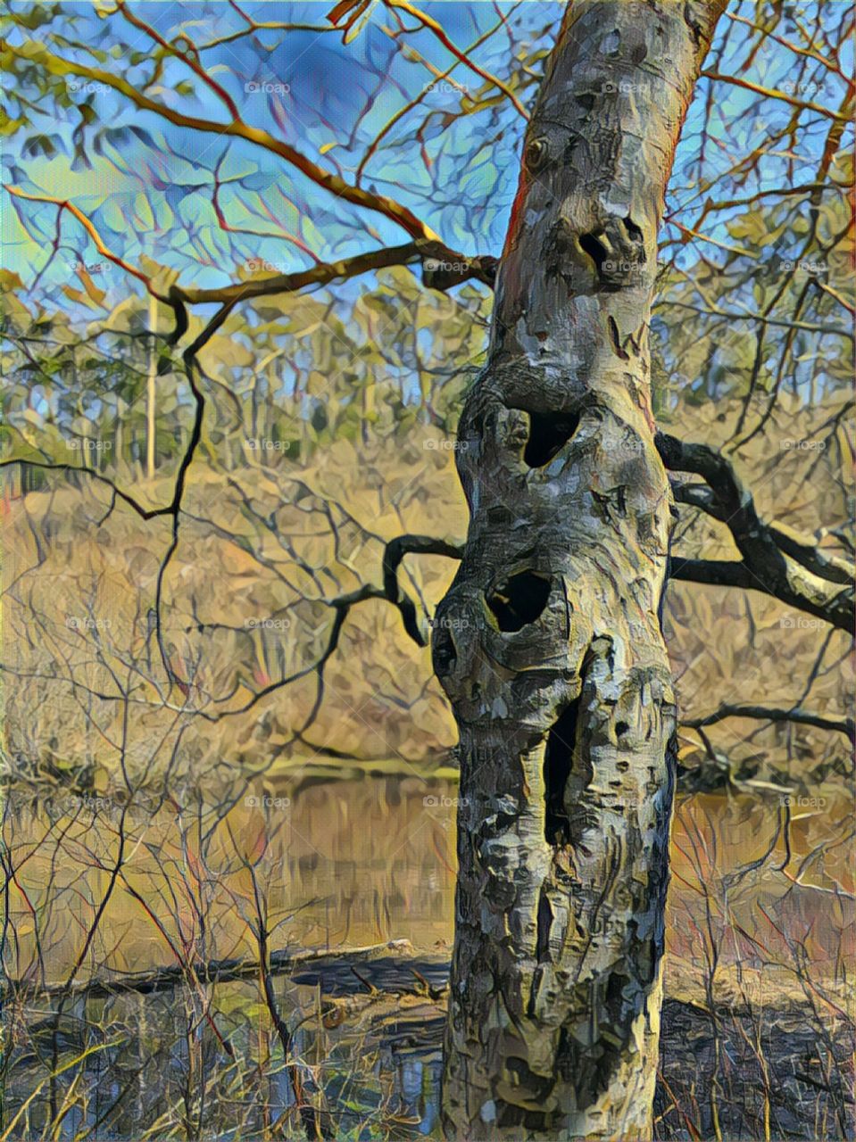old tree in the marshes of Cape Cod