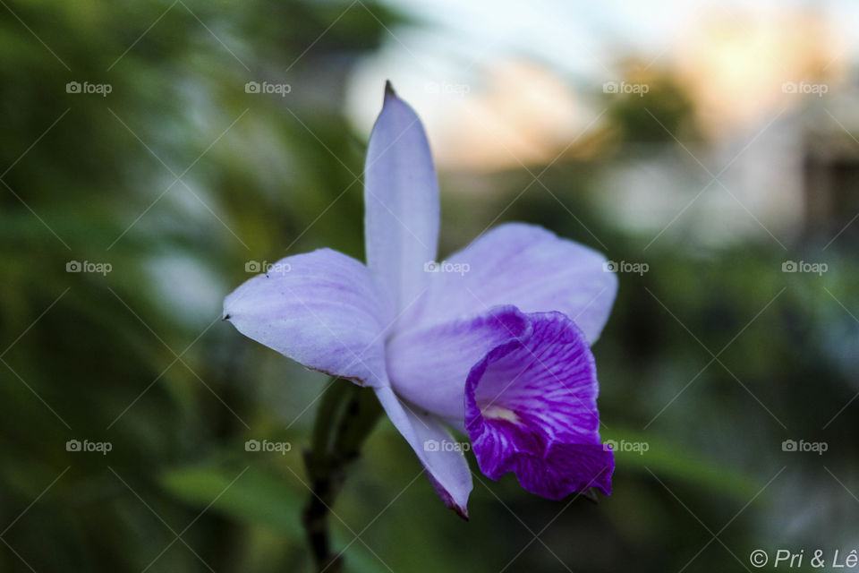 Violeta Orchid