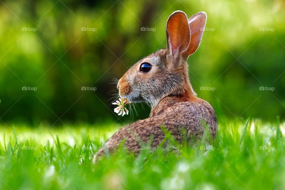 Rabbit eating grass