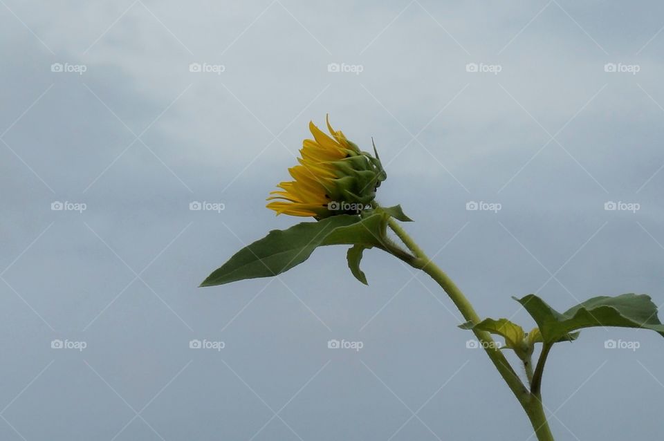 Sunflower profile. Photo taken in OK.  Profile of sunflower against the sky.