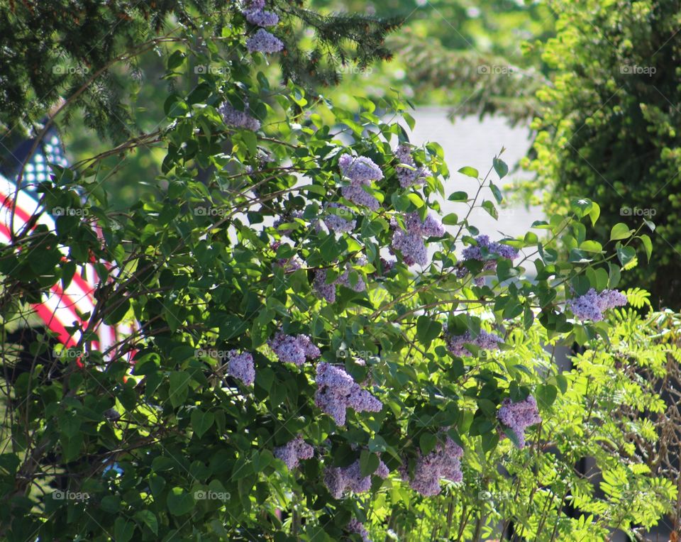 American lilacs