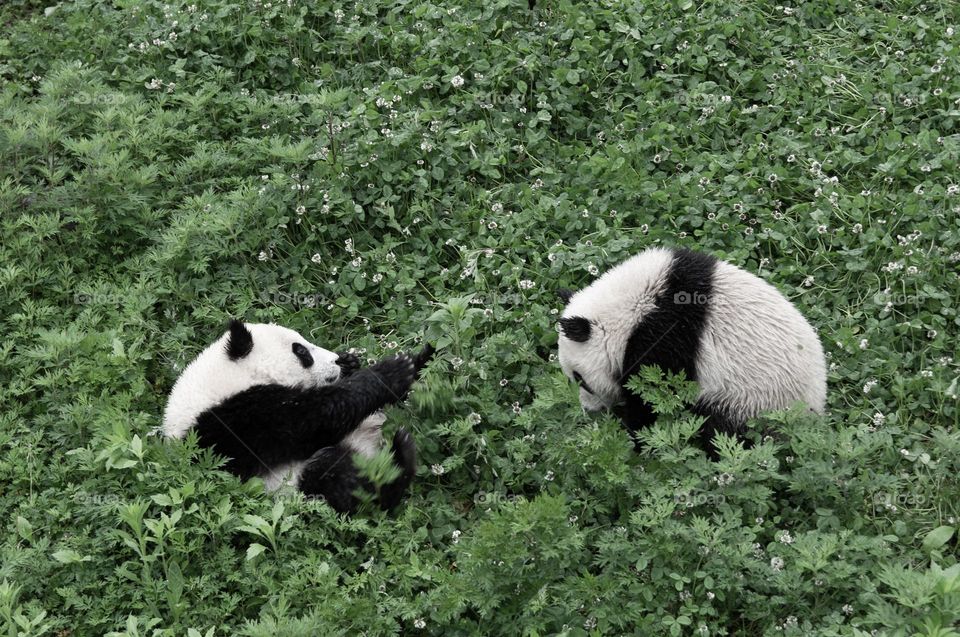 Pandas playing on the grass