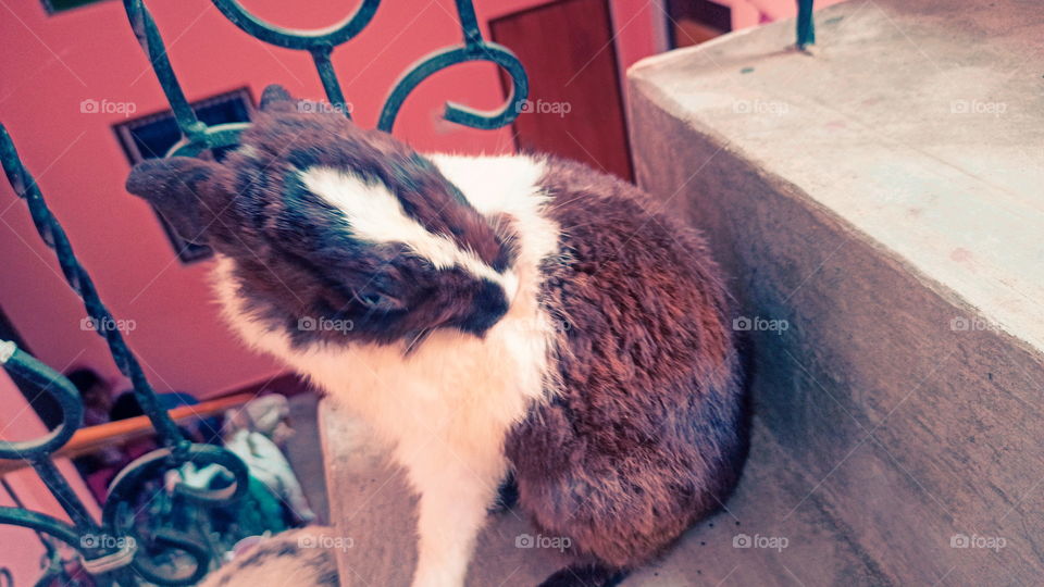 Rabbit Nice Look India