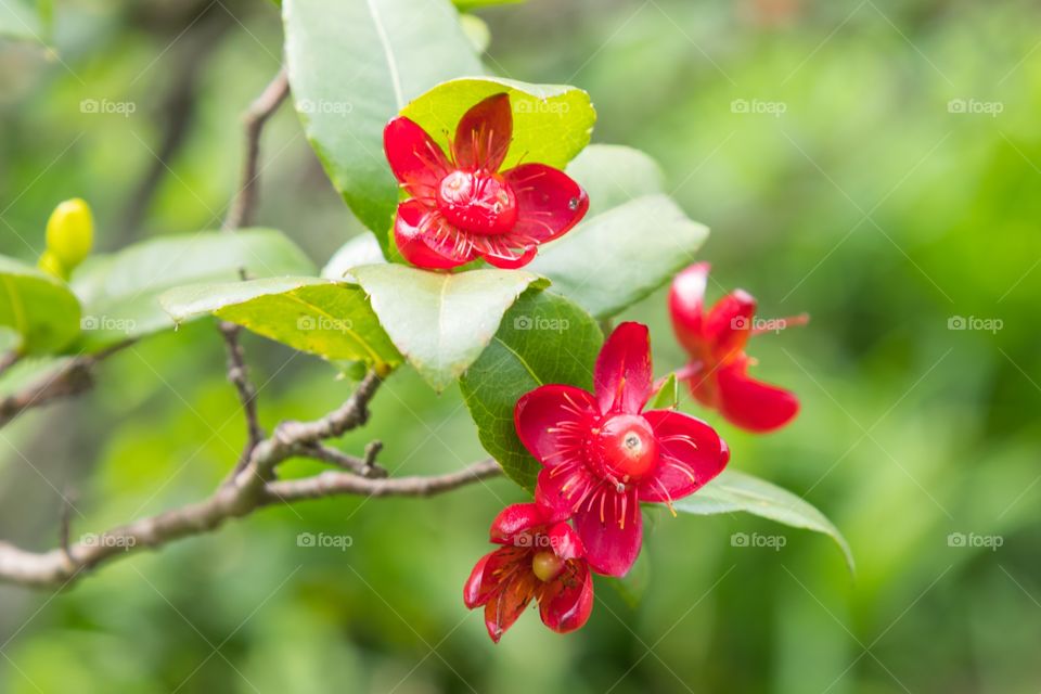 Beautiful fresh many red fruit flower in the garden 