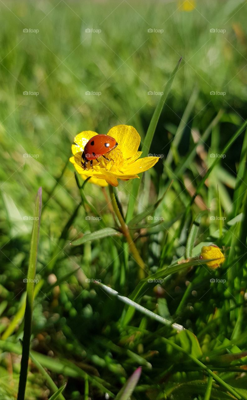 Summer's beautiful ladybug.