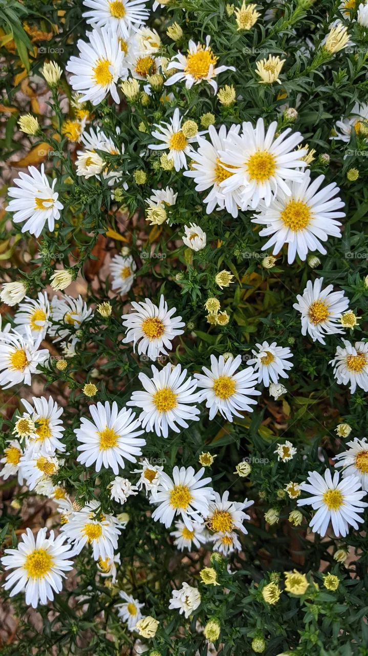 Camomile flowers background