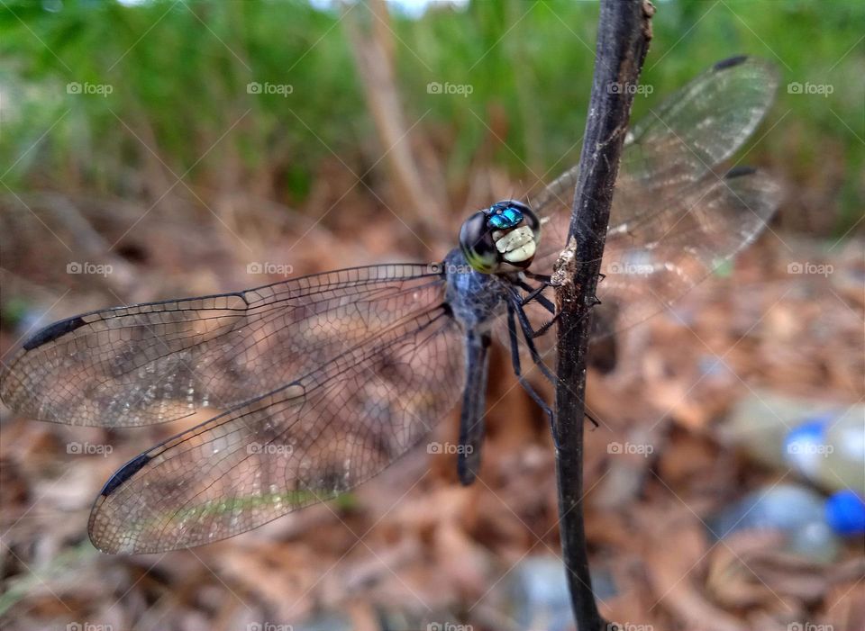 A dragonfly with a special face.(Yellow blue black eyes, light blue nose and white mouth)