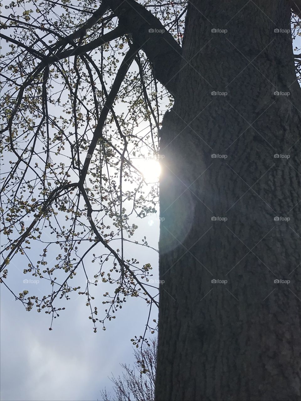 Sun shining through tree branches