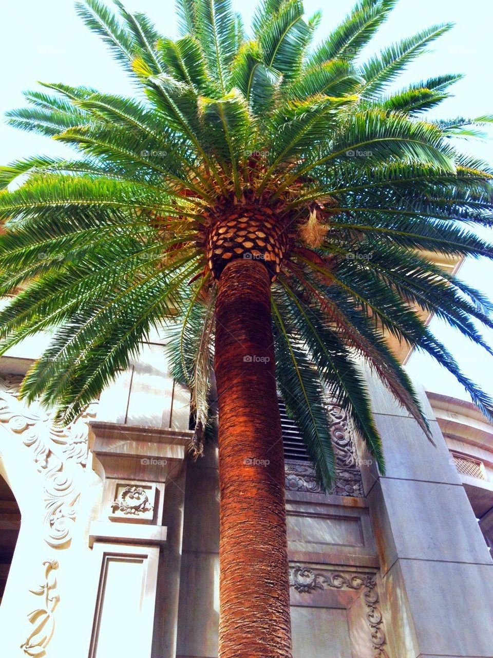 Palm Tree