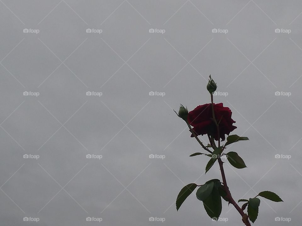 Una rosa roja mirando al cielo