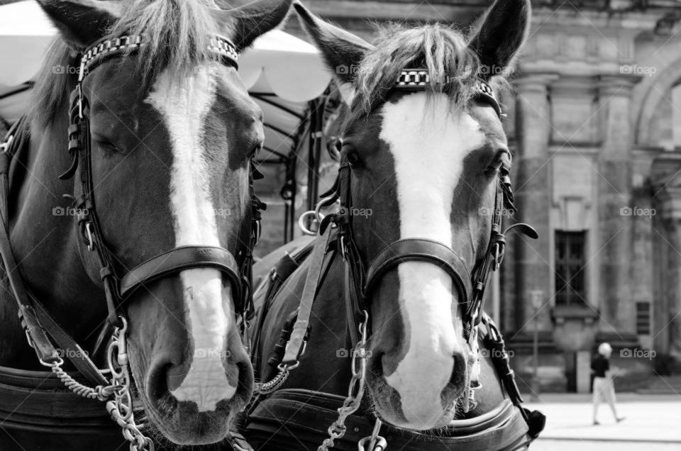 Dresden Horses