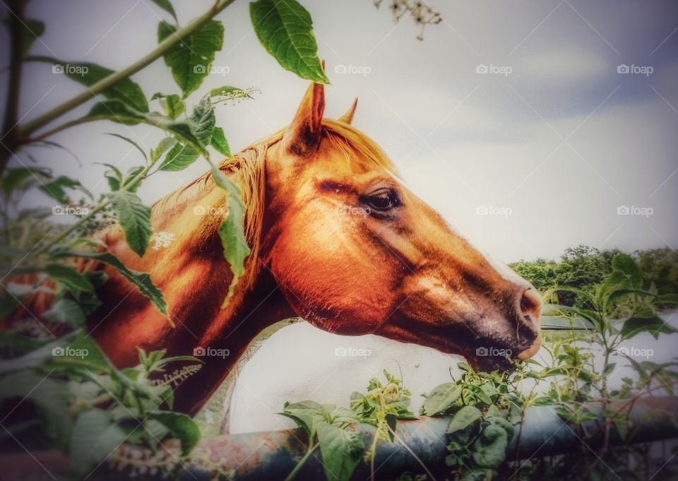 A sorrel horse looking over a fence