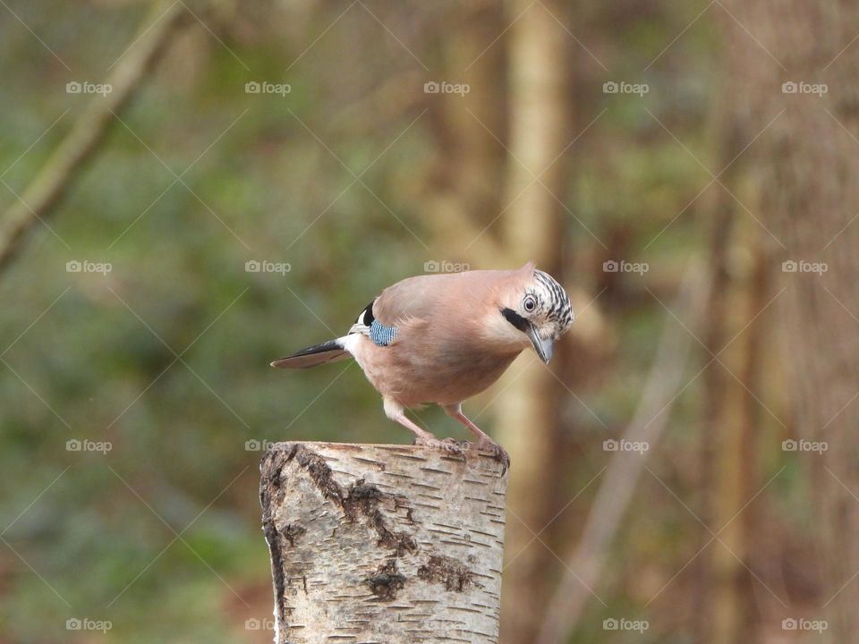 A jay on a post