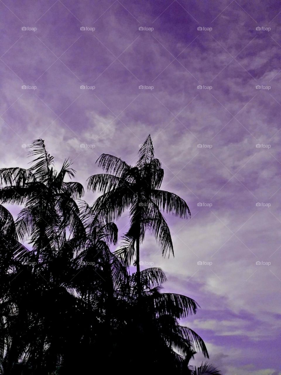 Silhuetas oerfeitas dos palmitos especiais.