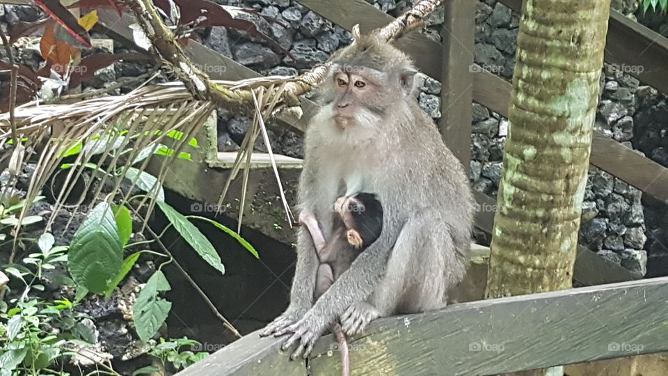 mother and baby monkey sitting around doing monkey things, cute little baby