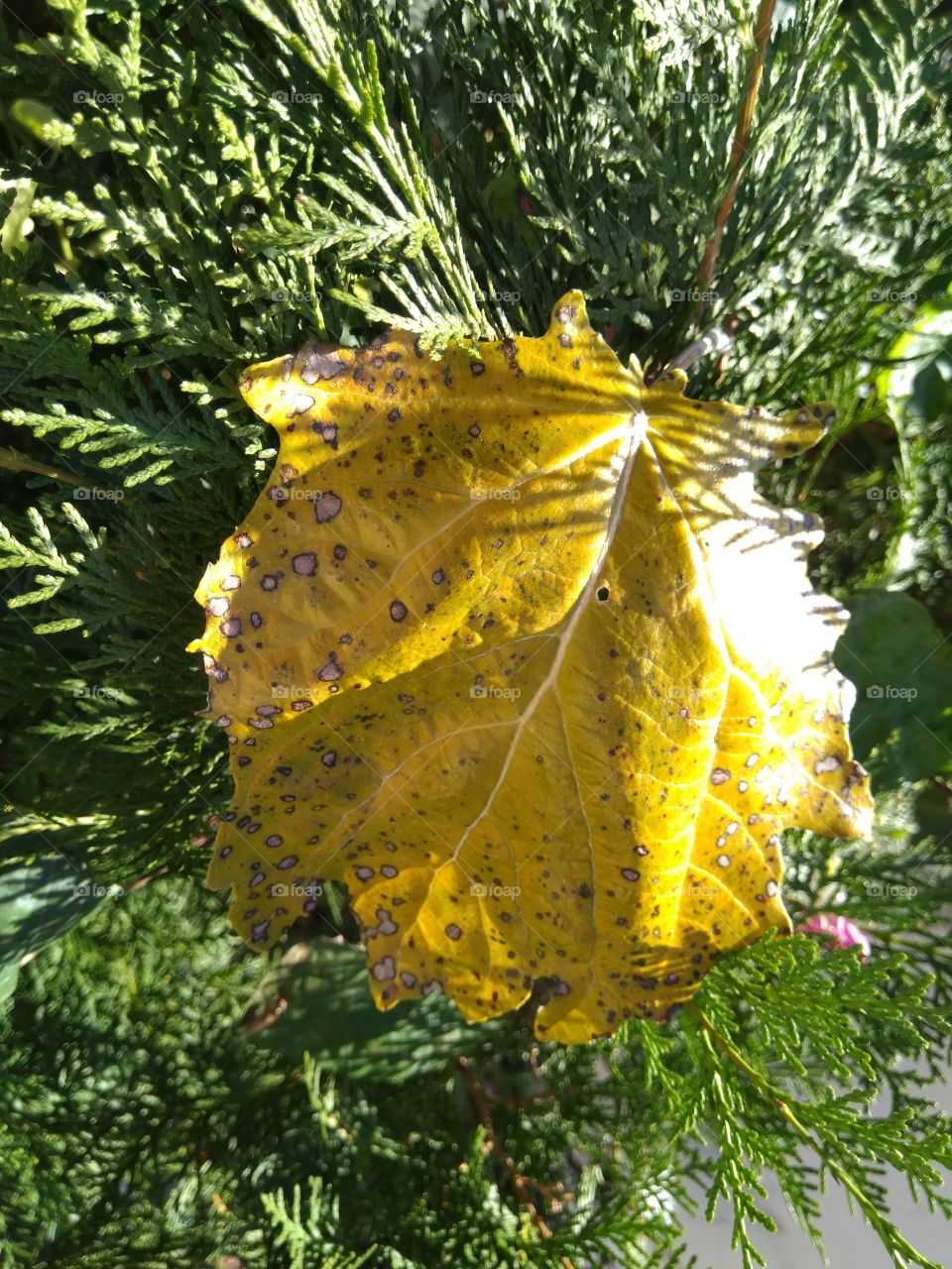 yellow leaf