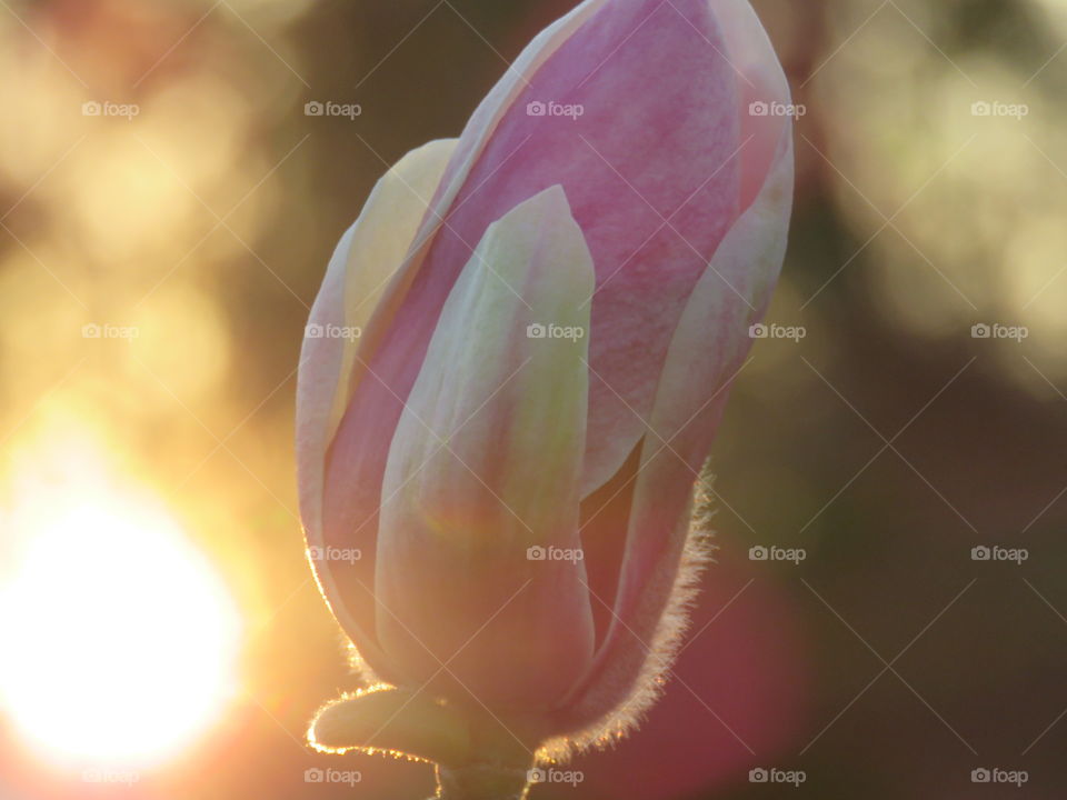 Japanese magnolia bloom