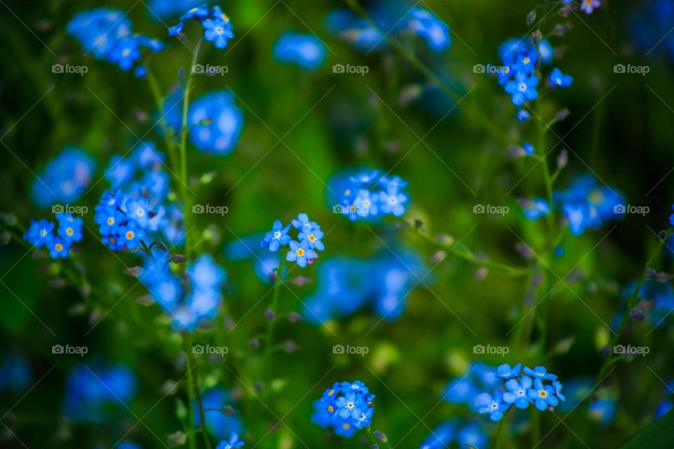Abstract flowers during spring time 
