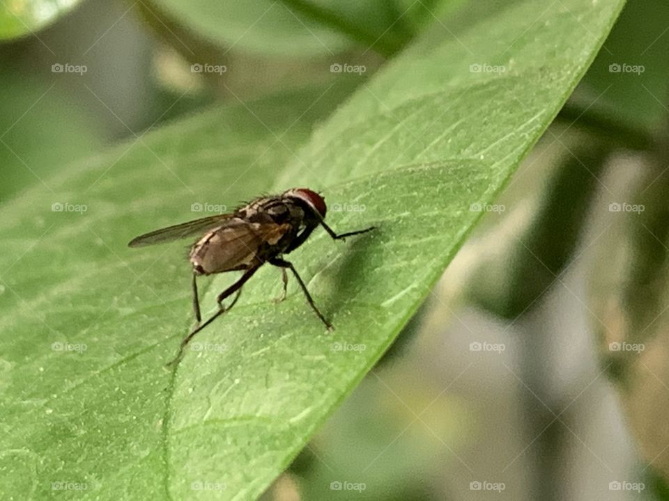 Insects around everywhere, Countryside ( Thailand)