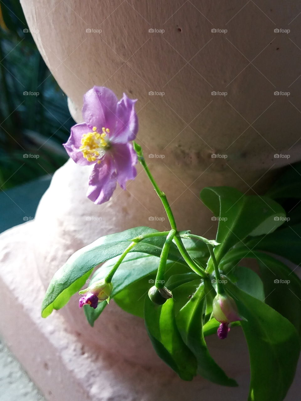 Flower, No Person, Nature, Leaf, Flora