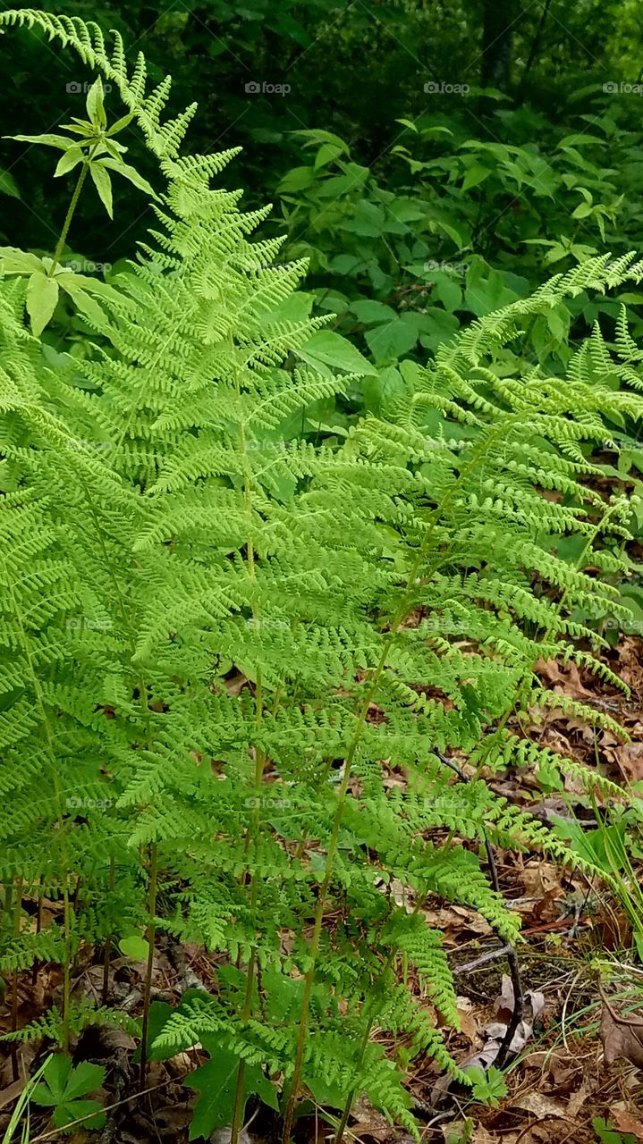 ferns in the woods