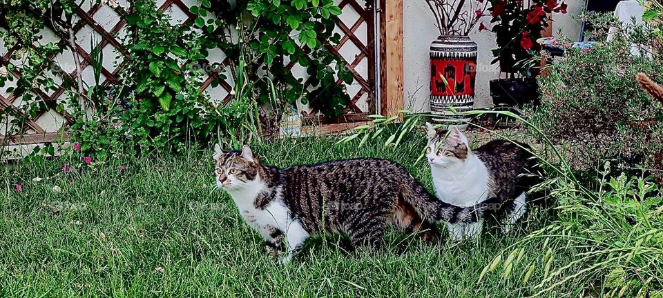 Two white & grey kitties, „Roukey“ and his sister „Linda“ are just over a year old and live in a gorgeous house with a large garden in „Bavaria“, Germany. A warm summer day is always inviting to take a stroll. 2023. Hypnotic Productions