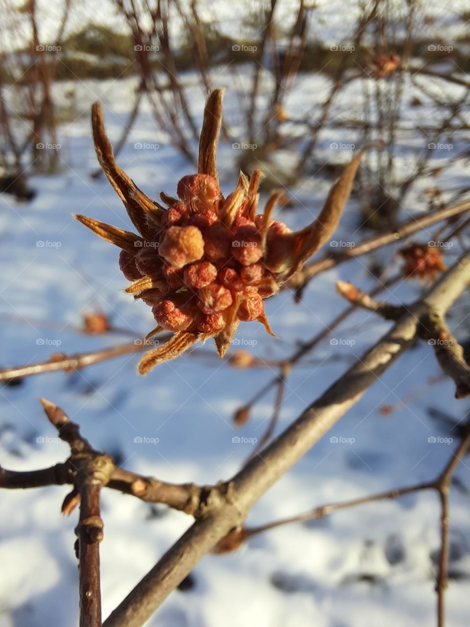 winter garden with budding  wiburnum  and snow in the background