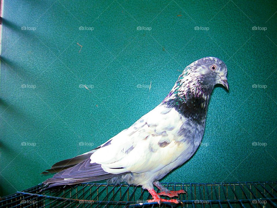 One Pigeon Bird
