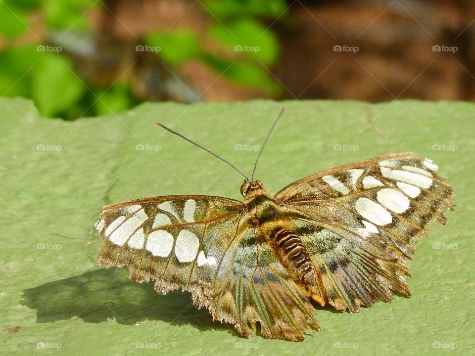 Green butterfly