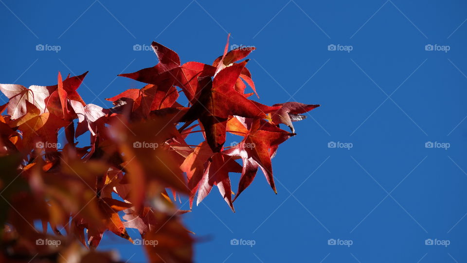 Red Maple Leaves