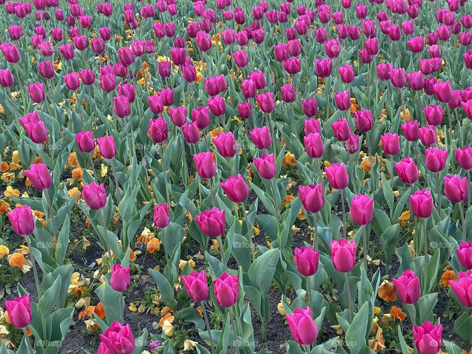 Beautiful purple tulips in the garden 