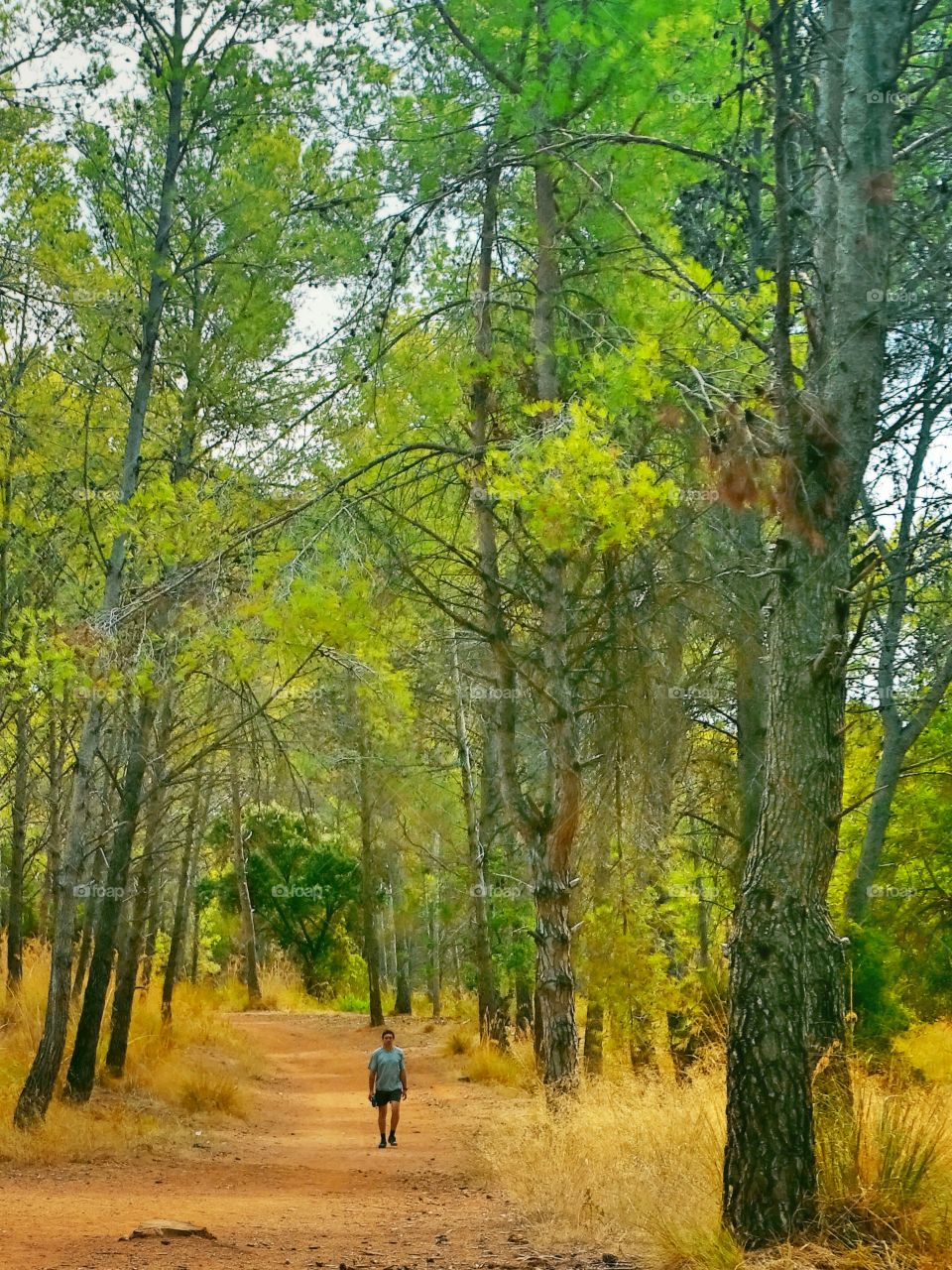 The path of the forest