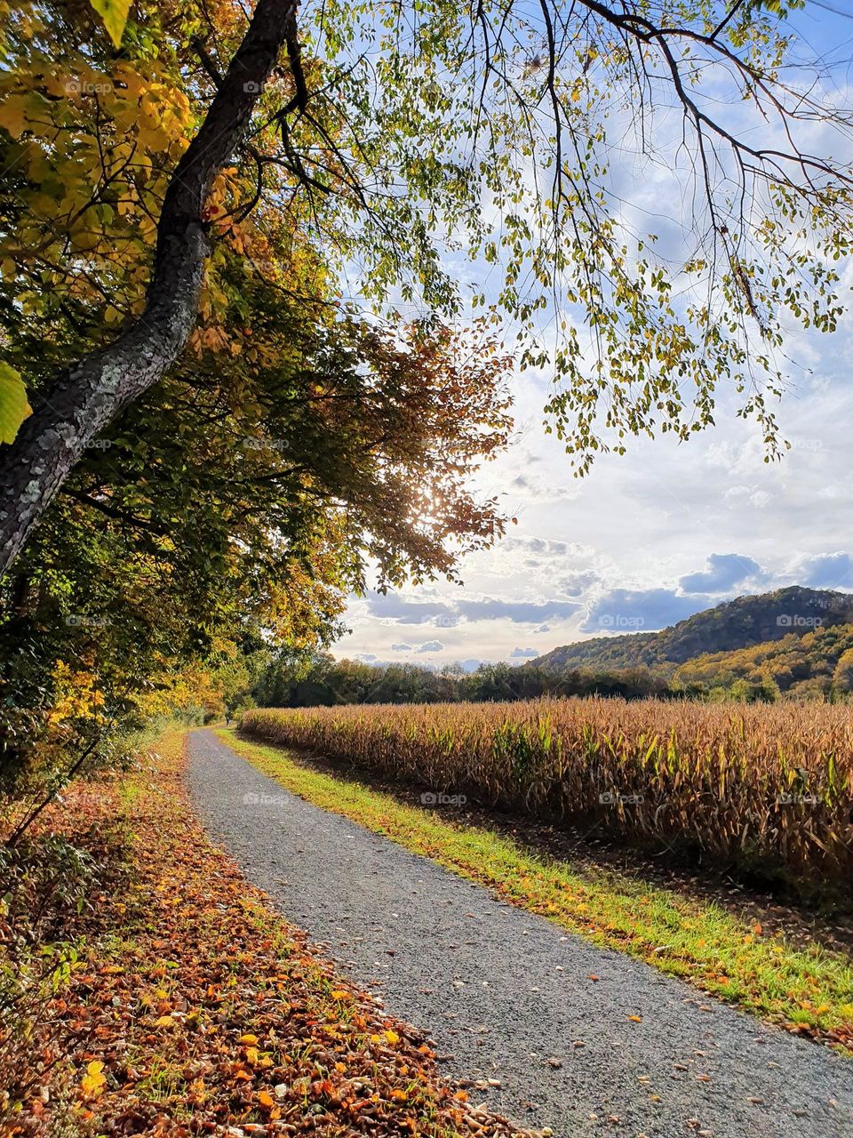 Autumn road