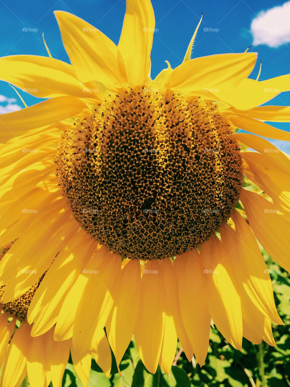 Close-up of sunflower