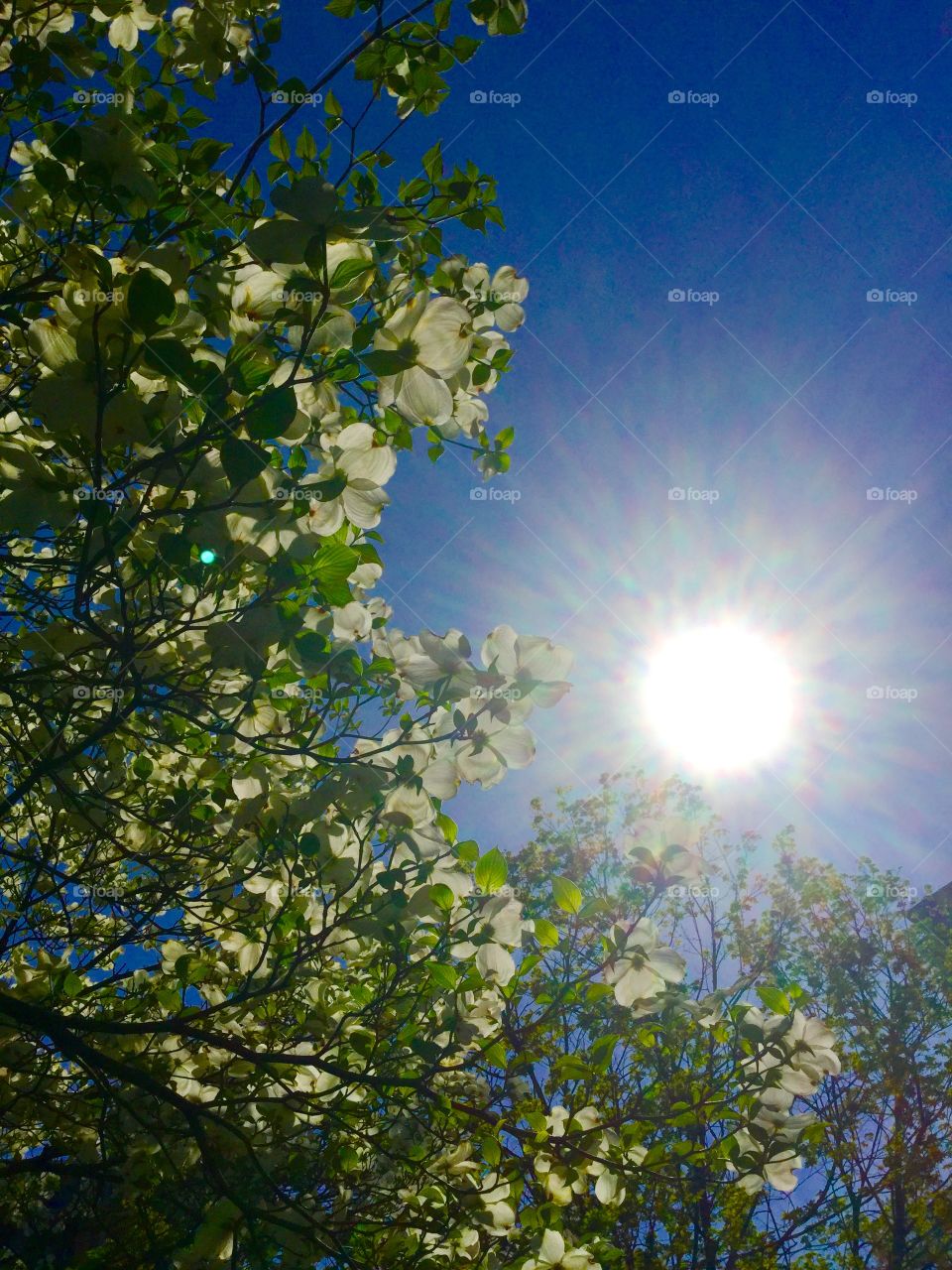 Blue sky and white spring flowers 